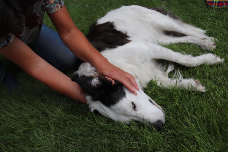 craniosacraal therapie voor honden